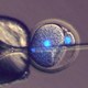 Left: Diagram showing sperm injection into a one-cell embryo. Center: DNA of sperm (stained in blue) being injected into a one-cell mouse embryo. Right: Some of the resulting 2-cell embryo cells have a sperm-derived genome (red) and an egg-derived one (yellow), which can develop to form offspring. (Image: Toru Suzuki et al., 2016/Nature Communications)